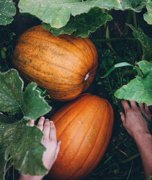 Benefits of Pumpkin For Your Skin
